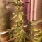Gorilla Cookies Auto (Fast Buds) Cannabis-Samen zu verkaufen