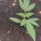 West Coast O.G. Auto (Fast Buds) Cannabis-Samen zu verkaufen