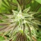 Eleven Roses (Delicious Seeds) Cannabis-Samen zu verkaufen