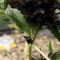 CBD Auto Blackberry Kush (Dutch Passion) Cannabis-Samen