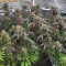 Meringue (Dutch Passion) Cannabis-Samen zu verkaufen