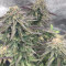 Mimosa EVO (Barney's Farm) Cannabis-Samen zu verkaufen