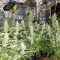 Gorilla Cookies (Expert Seeds) Cannabis-Samen zu verkaufen