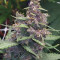 Bloody Skunk Auto Cannabis-Samen Kaufen