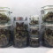 Auto Colorado Cookies Cannabis-Samen Kaufen