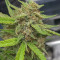 Wedding Glue Auto (Fast Buds) Cannabis-Samen zu verkaufen