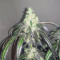 Bubba Island Kush Cannabis-Samen Kaufen