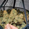 Critical Kush Cannabis-Samen Kaufen