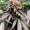 Hawaiian Snow (GHS) Cannabis-Samen zu verkaufen