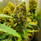 Pineapple Express Auto (Barney's Farm) Cannabis-Samen zu verkaufen