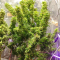Critical Kush Cannabis-Samen Kaufen