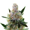 10th Planet R1 (Ethos Genetics)