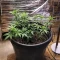 Auto Gorilla (00 Seeds)