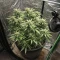 Auto Gorilla (00 Seeds)
