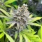 Cinderella 99 feminisierte Samen (Brothers Grimm Seeds)