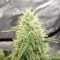 Double Grape Auto (Mephisto Genetics) Cannabis-Samen