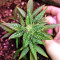 Gorilla Auto (GG#4 Original Glue Auto) (Expert Seeds) Cannabis-Samen