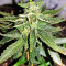 Gorilla Auto (GG#4 Original Glue Auto) (Expert Seeds) Cannabis-Samen