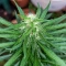 Gorilla Fast (00 Seeds)