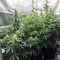 NYC Sour D Auto (Tyson S) (Royal Queen Seeds)