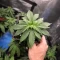 Runtz Triploid (Advanced Seeds)