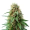 Shamanic Haze (De Sjamaan Seeds) Cannabis-Samen