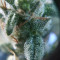 Shogun (RQS) Cannabis-Samen