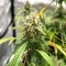 Sweet Critical CBD (00 Seeds)