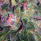 Trans Siberian Auto (Auto Seeds) Cannabis-Samen
