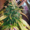 Acid Dough (Ripper Seeds) Cannabis-Samen