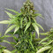 Amnesia Bilbo Auto (Genehtik Seeds) Cannabis-Samen