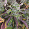 Auto Banana Blaze (Dutch Passion) Cannabis-Samen