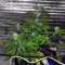 Auto New York City Diesel (Advanced Seeds) Cannabis-Samen
