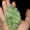 Big Bomb (Bomb Seeds) Cannabis-Samen