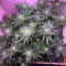 Big Bud XXL (Ministry Of Cannabis) Cannabis-Samen