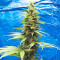 Black Jack (Sweet Seeds) Cannabis-Samen
