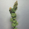 Fat Banana (RQS) Cannabis-Samen