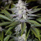 Ghost Train Haze #1 (Rare Dankness Seeds) Cannabis-Samen