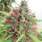 Honduras Regular (Ace Seeds) Cannabis-Samen