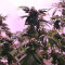 LA Confidential (DNA Genetics) Cannabis-Samen