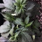 LA Widow (Kera Seeds) Cannabis-Samen