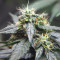 La Diva Auto (Delicious Seeds) Cannabis-Samen