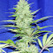 Nepal Jam regular (Ace Seeds) Cannabis-Samen