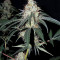 Nepal Jam regular (Ace Seeds) Cannabis-Samen