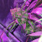 Peyote Purple Regular (CannaBioGen) Cannabis-Samen