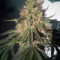 Sherbet Queen strain