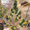 Sticky Fingers Autoflower (Seedstockers) Cannabis-Samen
