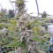 Strawberry Banana (Big Head Seeds) Cannabis-Samen