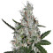 Super Lemon Haze x Banana Punch (GHS) Cannabis-Samen