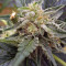 Auto Masszar (Critical Mass Collective Seeds) Cannabis-Samen